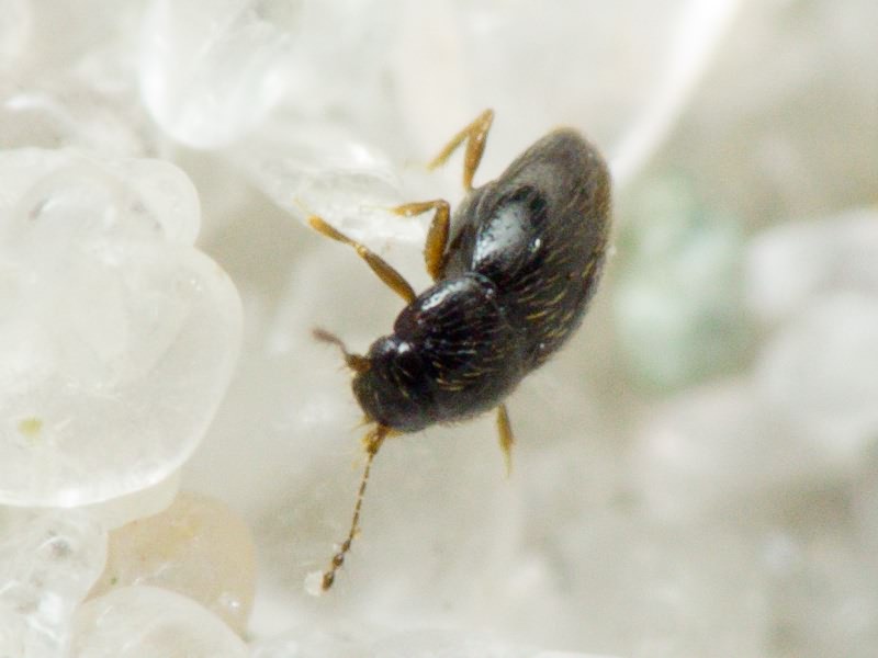 Ptenidium Erichson, 1845